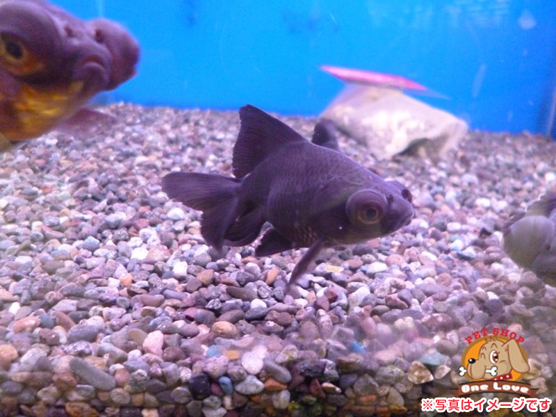 デメキン 金魚王子】黒鉄ハイボディ出目金 12.5cm± | 金魚王子