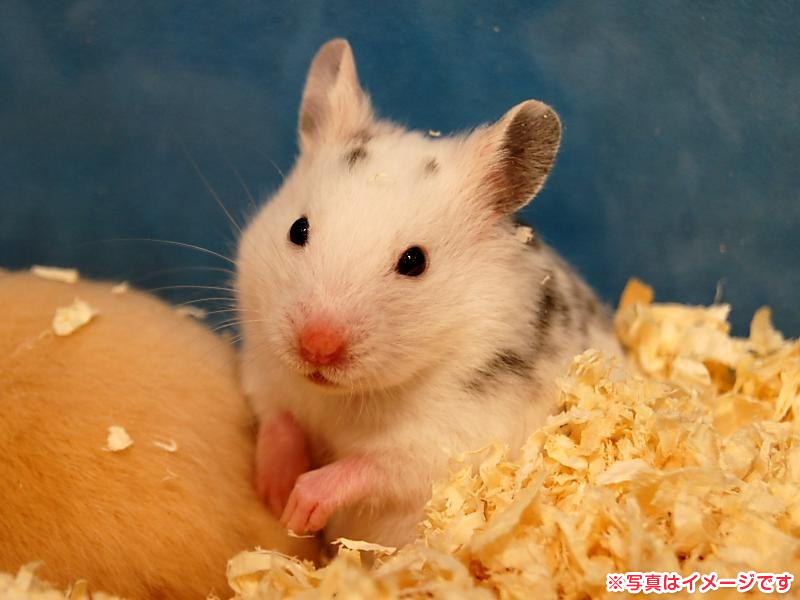 ゴールデンハムスター カラー 女の子 子猫販売 詳細 ペットショップ ワンラブ