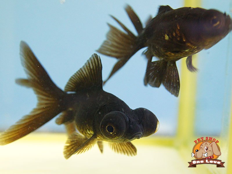 黒出目金(ｸﾛﾃﾞﾒｷﾝ) Sｻｲｽﾞ 子猫販売・詳細 ペットショップ ワンラブ 