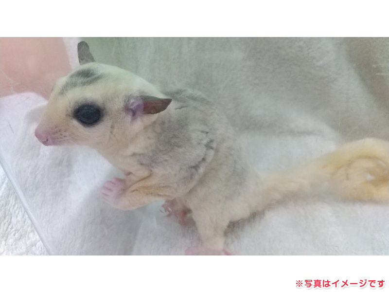 フクロモモンガ 色変わり 男の子 子猫販売・詳細 ペットショップ ワンラブ