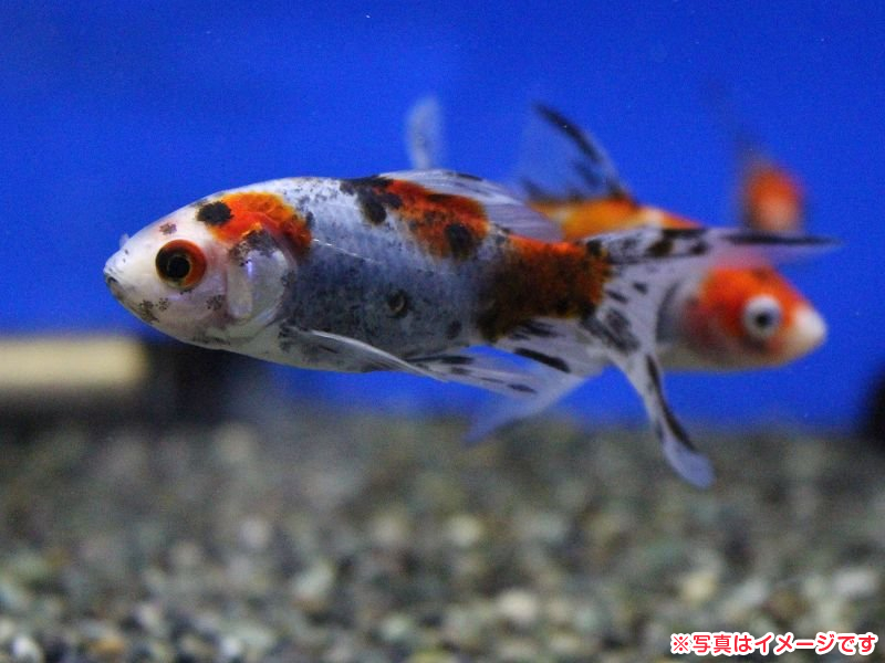 シュブンキン 朱文金 子猫販売 詳細 ペットショップ ワンラブ