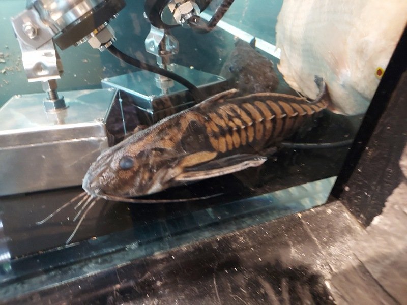 熱帯魚 海水魚をお探しの方はこちらの在籍一覧へ ペットショップワンラブ