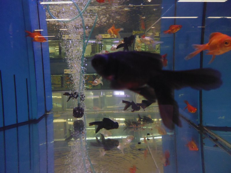 デメキン 金魚王子】黒鉄ハイボディ出目金 12.5cm± | 金魚王子