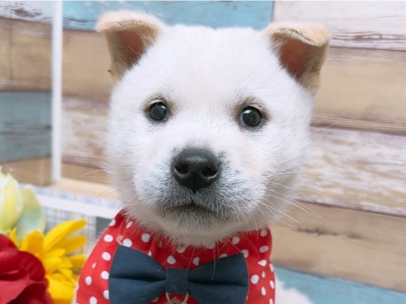 キシュウケン【紀州犬】 白 男の子 子犬販売・詳細 ペット