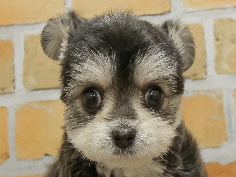 ﾏﾙﾁﾜﾜ【ﾏﾙﾁｰｽﾞ×ﾁﾜﾜ】ミックス犬・ミックス猫の在籍一覧 ペット