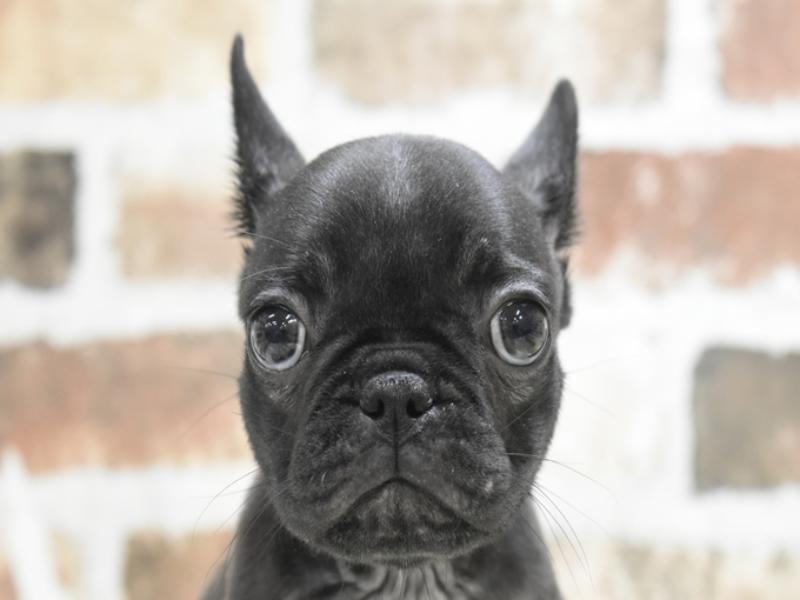 ﾊﾟｸﾞﾌﾚﾝﾁ【ﾊﾟｸﾞ×ﾌﾚﾝﾁﾌﾞﾙﾄﾞｯｸﾞ】ミックス犬・ミックス猫の在籍