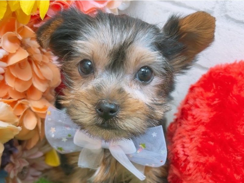 ヨークシャーテリア【ヨーキー】子犬の在籍一覧 ペットショップ