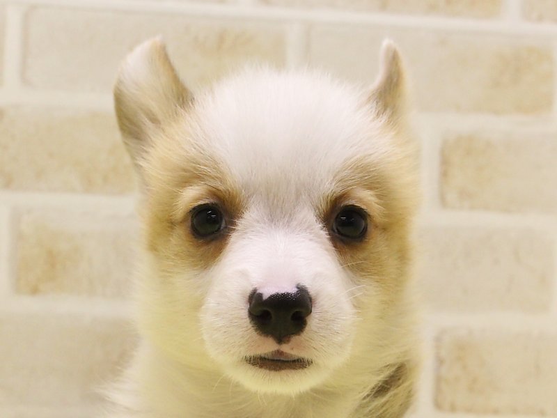 ウェルシュ・コーギー・ペンブローク子犬の在籍一覧 ペット