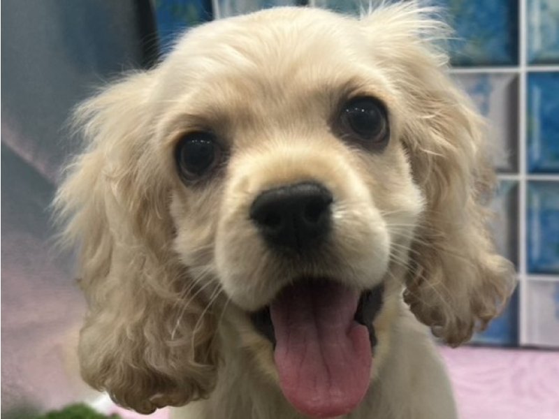 上品なファッション アメリカンコッカー・スパニエル 子犬販売・詳細 男の子 バフ ぬいぐるみ