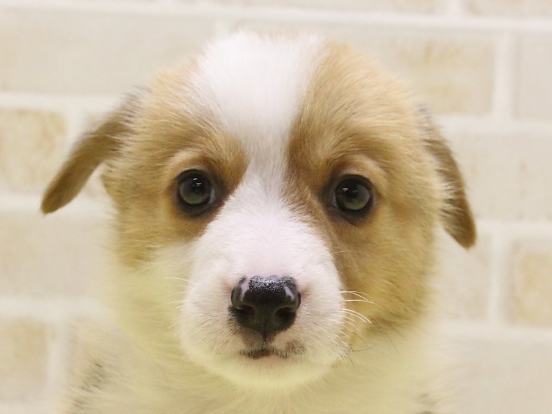 子犬・子猫 カインズ福岡新宮店の在籍一覧 ペットショップワンラブ