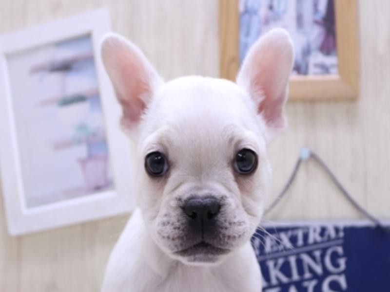 全国送料無料ギフト フレンチブルドッグ子犬の在籍一覧 ペットショップワンラブ 全巻セット