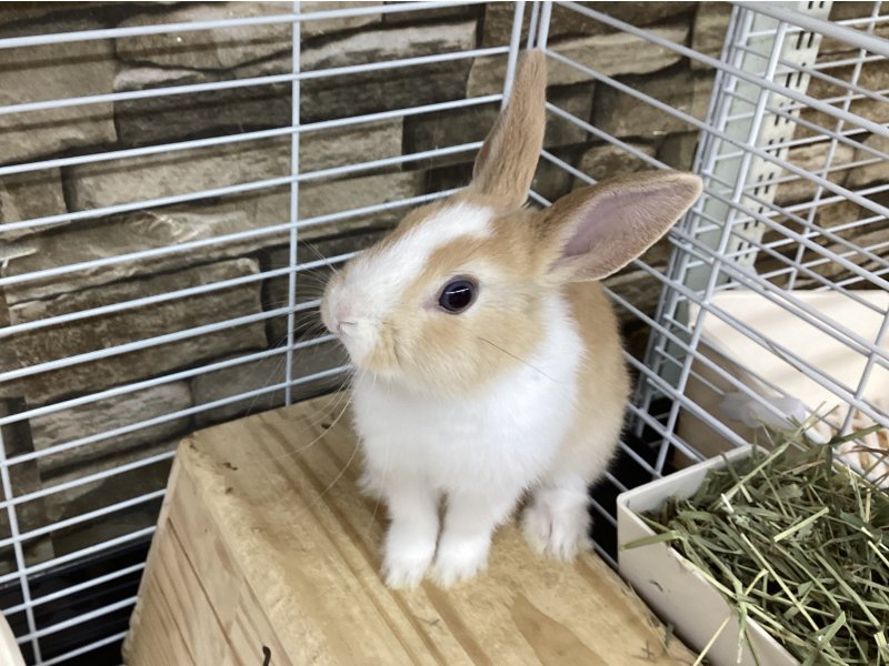 ミニウサギ小動物 うさぎの在籍一覧 ペットショップワンラブ