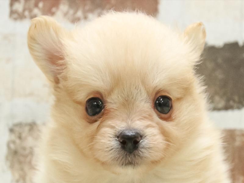 ﾎﾟﾒﾁｰ【ﾎﾟﾒﾗﾆｱﾝ×ﾁﾜﾜ】ミックス犬・ミックス猫の在籍一覧 ペット