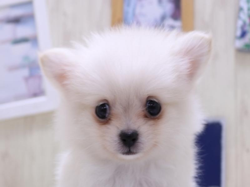 ﾎﾟﾒﾁｰ【ﾎﾟﾒﾗﾆｱﾝ×ﾁﾜﾜ】ミックス犬・ミックス猫の在籍一覧 ペット