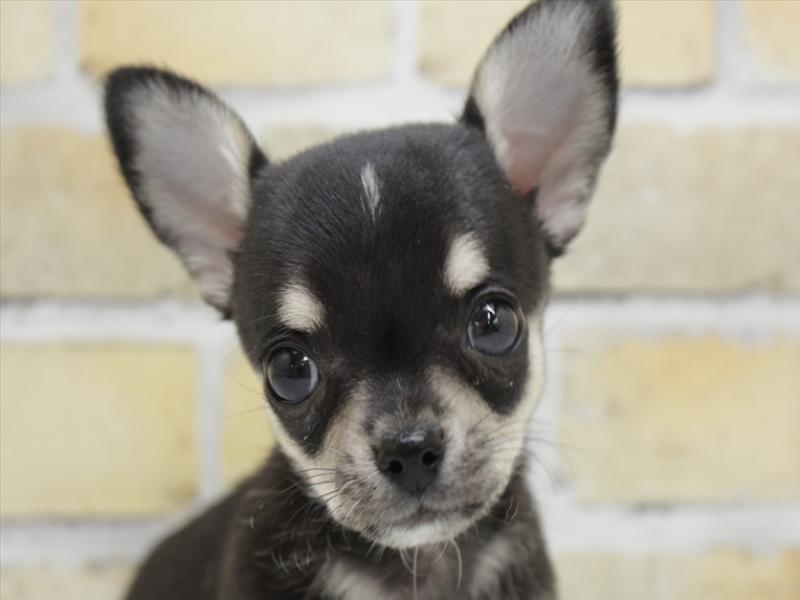 チワワ子犬の在籍一覧 ペットショップワンラブ