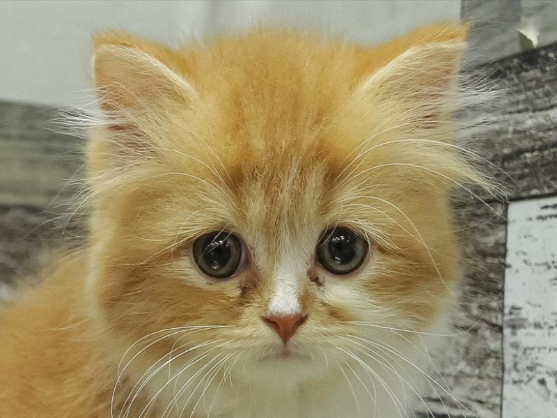 サイベリアン子犬・子猫 純血猫の在籍一覧 ペットショップワンラブ