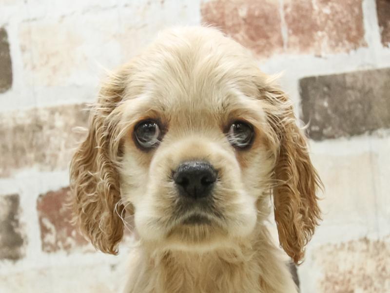 アメリカンコッカースパニエルの子犬を探す｜ブリーダー直販の