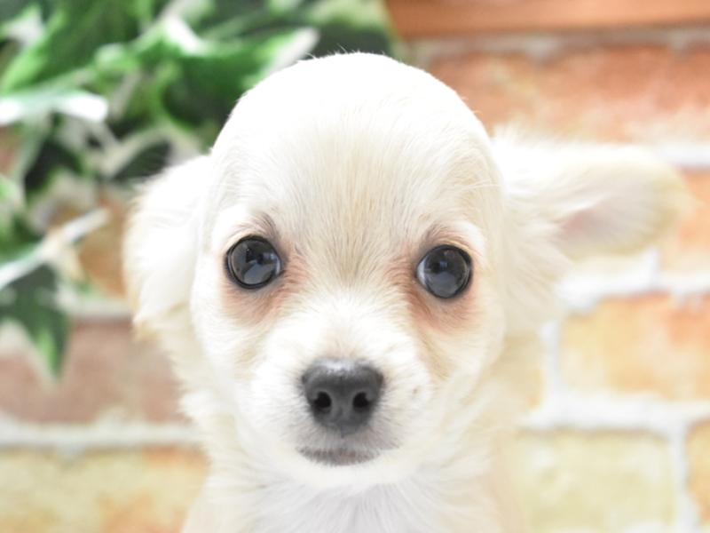 チワワ子犬の在籍一覧 ペットショップワンラブ