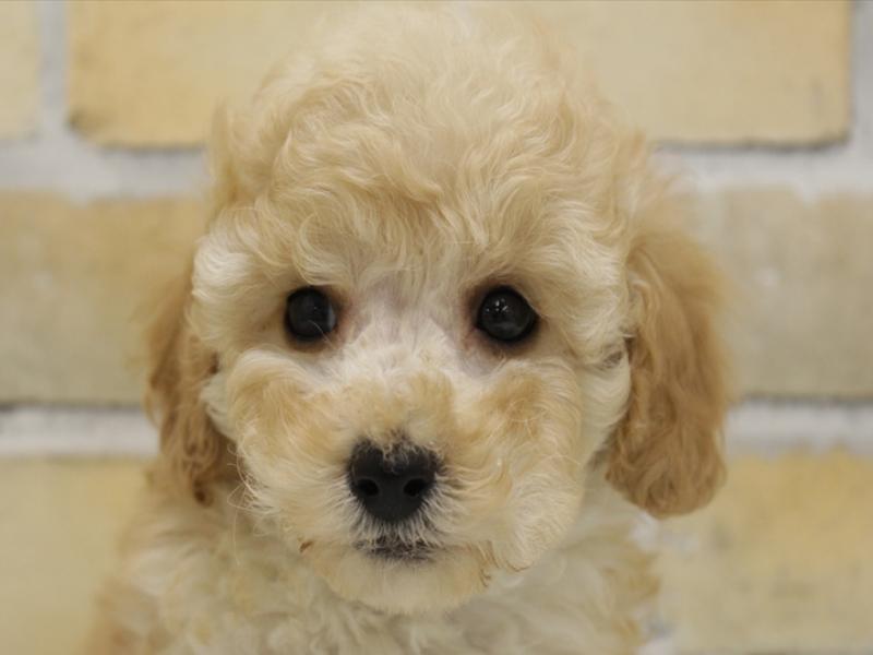 子犬・子猫 福岡総本店の在籍一覧 ペットショップワンラブ