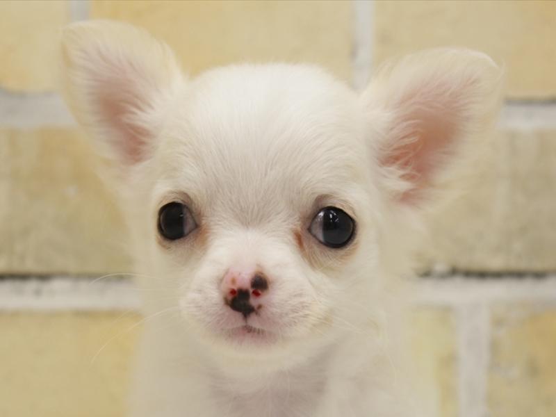 チワワ子犬の在籍一覧 ペットショップワンラブ