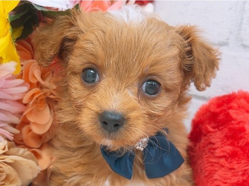 ﾌﾟｰﾁｰ【ﾄｲﾌﾟｰﾄﾞﾙ×ﾁﾜﾜ】ミックス犬・ミックス猫の在籍一覧 ペット