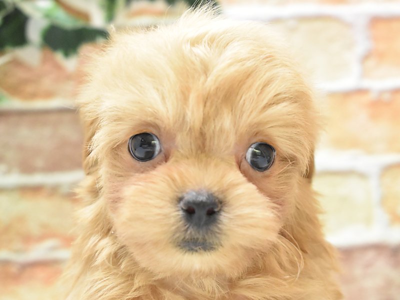 ﾌﾟｰﾁｰ【ﾄｲﾌﾟｰﾄﾞﾙ×ﾁﾜﾜ】ミックス犬・ミックス猫の在籍一覧 ペット
