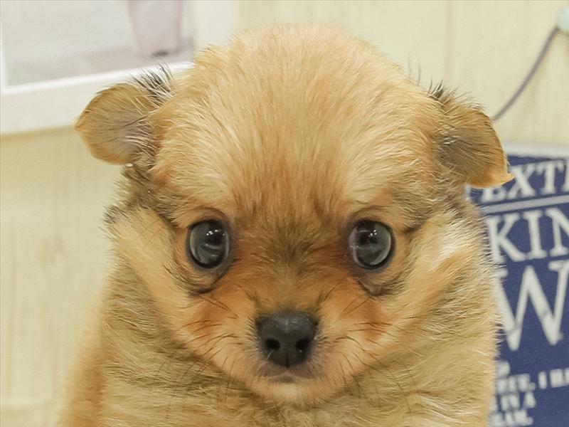 【福袋セール】 ﾎﾟﾒﾁｰ【ﾎﾟﾒﾗﾆｱﾝ×ﾁﾜﾜ】ミックス犬・ミックス猫の在籍一覧 ペット 菓子