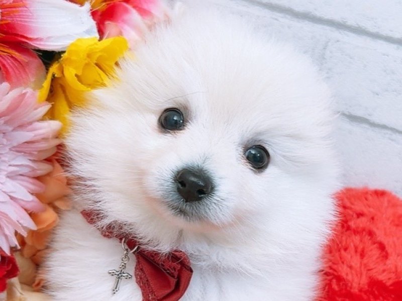 ﾎﾟﾒﾁｰ【ﾎﾟﾒﾗﾆｱﾝ×ﾁﾜﾜ】ミックス犬・ミックス猫の在籍一覧 ペット