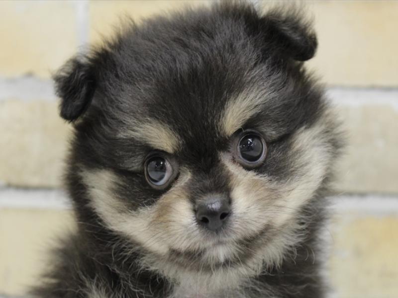 ﾎﾟﾒﾁｰ【ﾎﾟﾒﾗﾆｱﾝ×ﾁﾜﾜ】ミックス犬・ミックス猫の在籍一覧 ペット