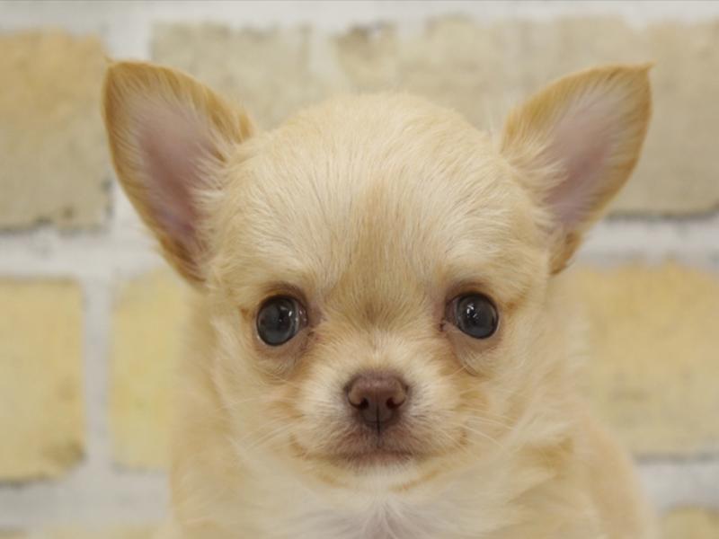 チワワ子犬の在籍一覧 ペットショップワンラブ