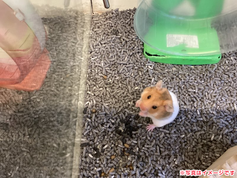 ゴールデンハムスター小動物 ハムスターの在籍一覧 ペット