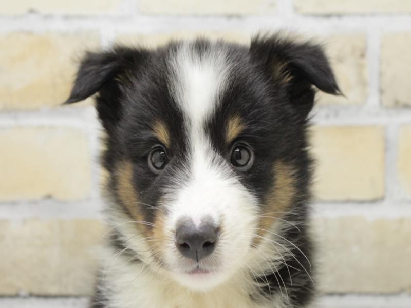 シェルティ【ｼｪｯﾄﾗﾝﾄﾞ・ｼｰﾌﾟﾄﾞｯｸﾞ】子犬の在籍一覧 ペット