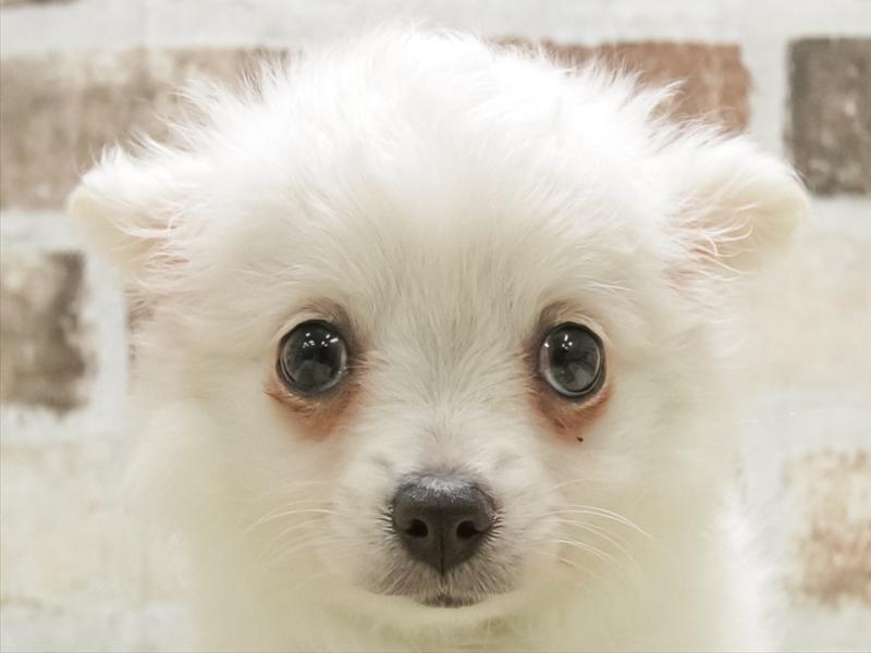 ﾎﾟﾒﾁｰ【ﾎﾟﾒﾗﾆｱﾝ×ﾁﾜﾜ】ミックス犬・ミックス猫の在籍一覧 ペット
