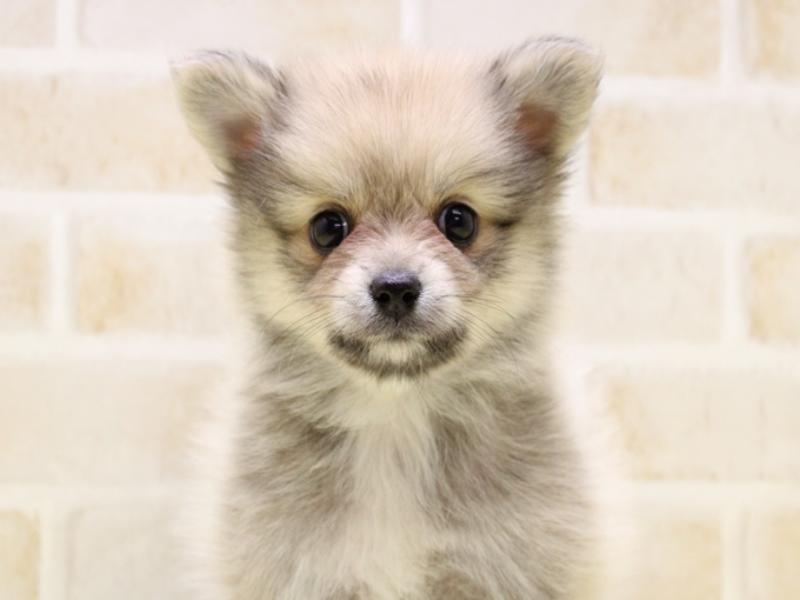 ﾎﾟﾒﾁｰ【ﾎﾟﾒﾗﾆｱﾝ×ﾁﾜﾜ】ミックス犬・ミックス猫の在籍一覧 ペット
