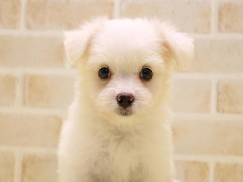 まるちわわんさま 専用です ﾏﾙﾁﾜﾜ【ﾏﾙﾁｰｽﾞ×ﾁﾜﾜ】子犬・子猫 ミックス犬の在籍一覧 ペット