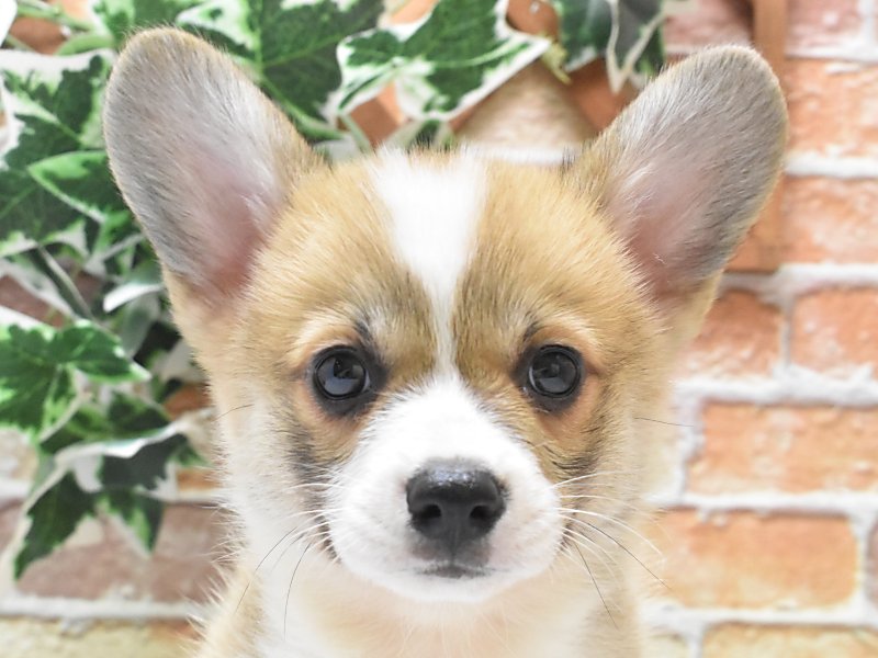 コーギー パピー 子犬 ガラスのカッティングボート コーギーの子犬を探す｜ブリーダー直販の子犬販売【みんなの