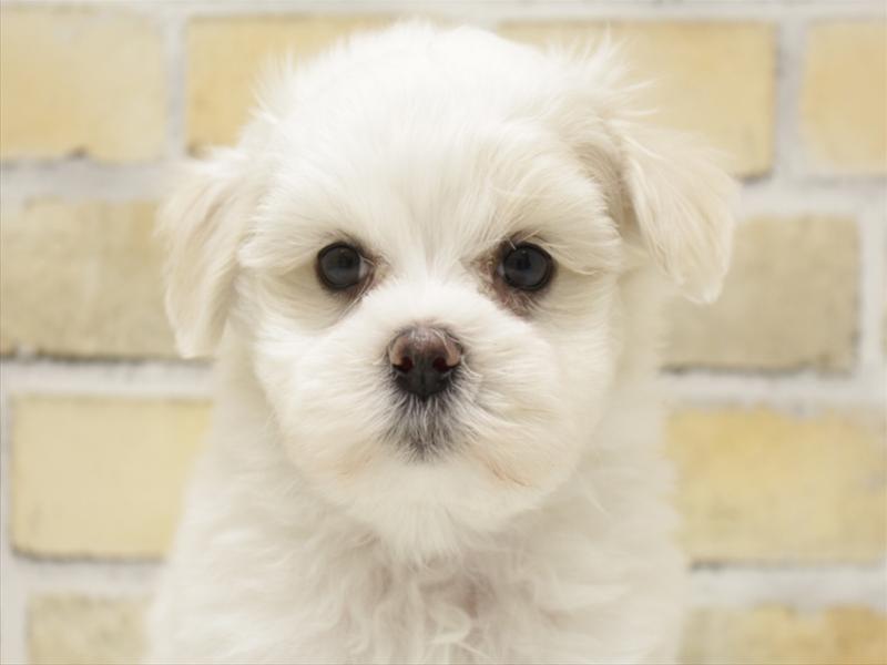ポメラニアン・柴犬・トイプードル・チワワ・マルチーズ・シーズ 3セット有ります。 ポメラニアン・柴犬・チワワ・マルチーズ・サモエド・シーズ