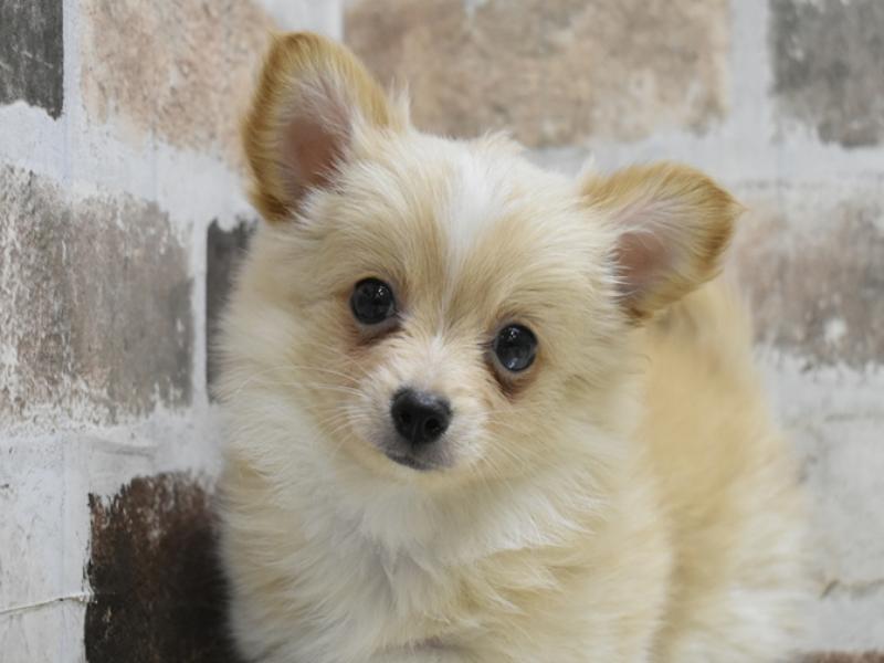 ポメころび様 ﾎﾟﾒｯｸｽ【ﾎﾟﾒﾗﾆｱﾝ×ﾀﾞｯｸｽ】子犬・子猫 ミックス犬の在籍一覧