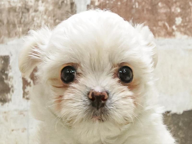 チワワページ ﾏﾙﾁﾜﾜ【ﾏﾙﾁｰｽﾞ×ﾁﾜﾜ】ミックス犬・ミックス猫の在籍一覧 ペットショップ