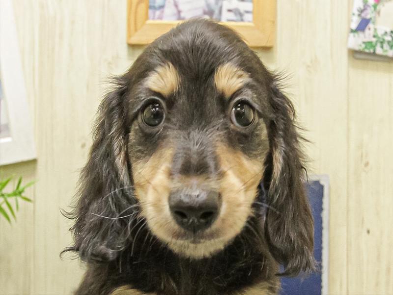 ミニチュアダックスフンド子犬の在籍一覧 ペットショップワンラブ