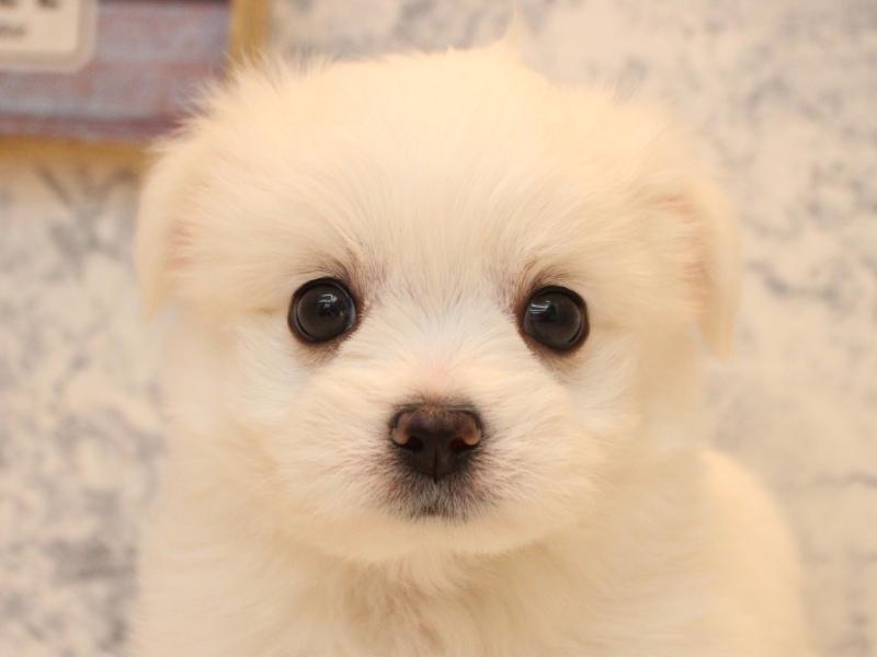 ﾏﾙﾁﾜﾜ【ﾏﾙﾁｰｽﾞ×ﾁﾜﾜ】ミックス犬・ミックス猫の在籍一覧 ペットショップ