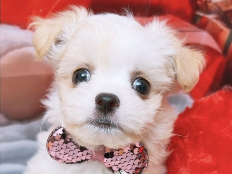 ﾏﾙﾁﾜﾜ【ﾏﾙﾁｰｽﾞ×ﾁﾜﾜ】ミックス犬・ミックス猫の在籍一覧 ペットショップ