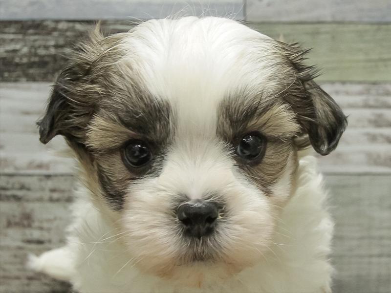 ﾏﾙｼｰｽﾞ【ﾏﾙﾁｰｽﾞ×ｼｰｽﾞｰ】ミックス犬・ミックス猫の在籍一覧 ペット