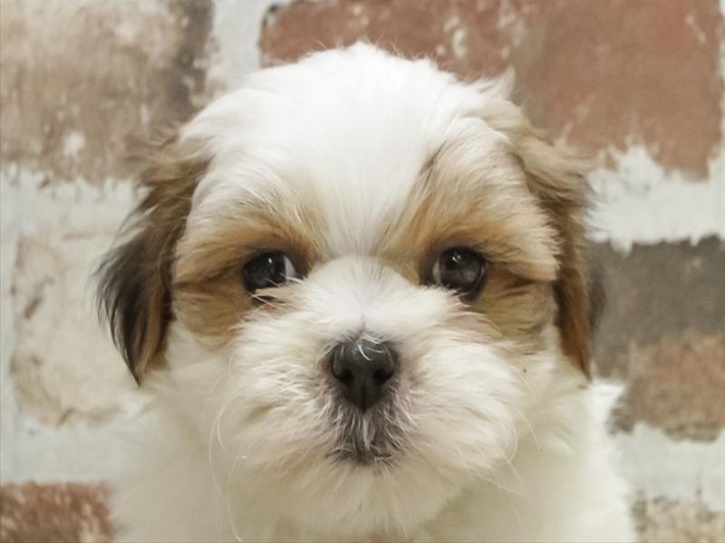 ﾏﾙｼｰｽﾞ【ﾏﾙﾁｰｽﾞ×ｼｰｽﾞｰ】ミックス犬・ミックス猫の在籍一覧 ペット