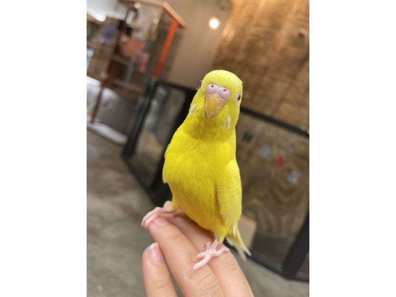 黄色いインコ 出品 セキセイインコ ルチノー 不明 子猫販売・詳細 ペットショップ ワンラブ