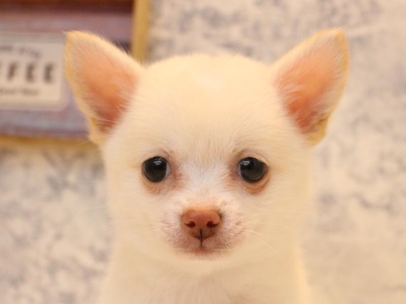 豆ﾁﾜﾜ【ﾁﾜﾜ×豆柴】ミックス犬・ミックス猫の在籍一覧 ペットショップ