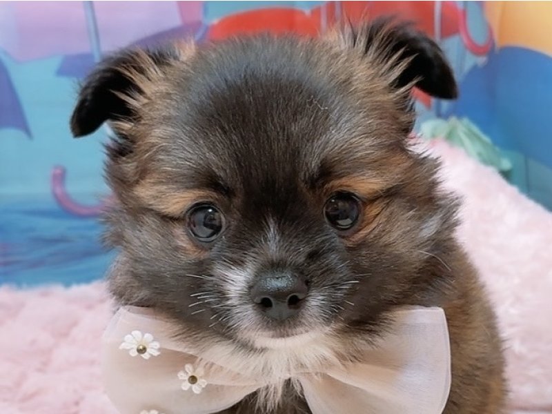 ﾎﾟﾒﾁｰ【ﾎﾟﾒﾗﾆｱﾝ×ﾁﾜﾜ】ミックス犬・ミックス猫の在籍一覧 ペット
