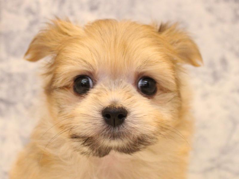 ﾏﾙﾎﾟﾒ【ﾏﾙﾁｰｽﾞ×ﾎﾟﾒﾗﾆｱﾝ】ミックス犬・ミックス猫の在籍一覧 ペット