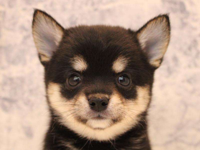 豆ﾁﾜﾜ【ﾁﾜﾜ×豆柴】ミックス犬・ミックス猫の在籍一覧 ペットショップ