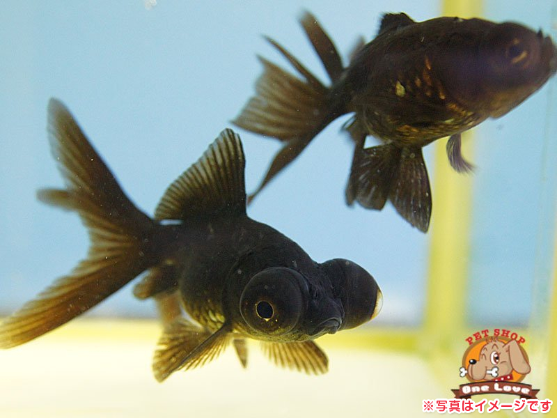 デメキン 金魚王子】黒鉄ハイボディ出目金 12.5cm± | 金魚王子